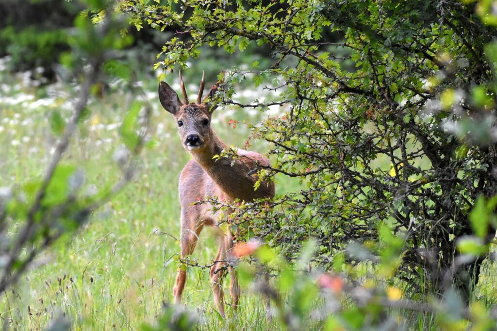 Rådyr i den danske natur